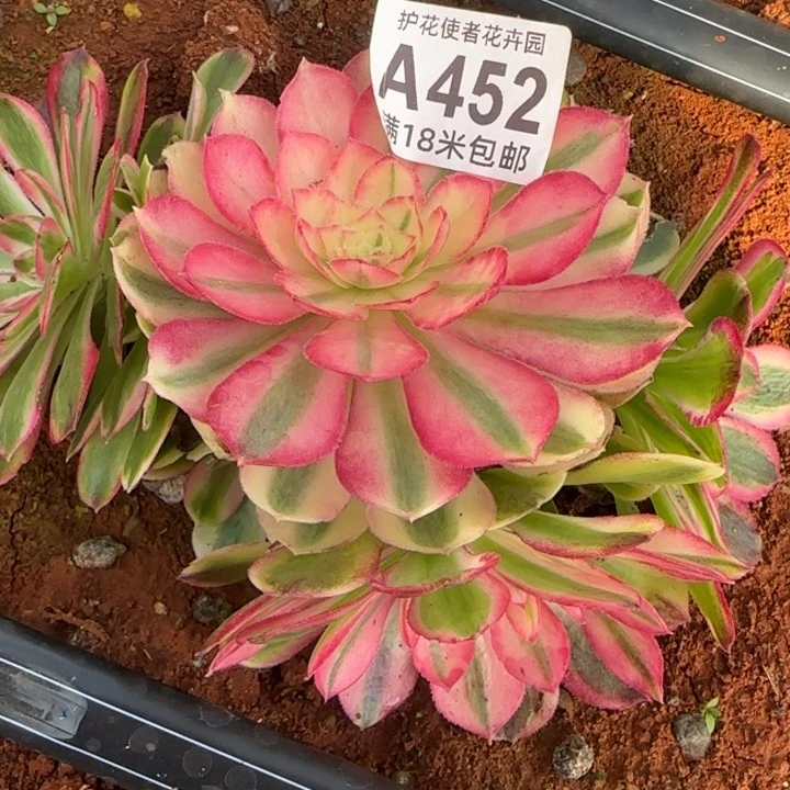 多肉法师淘宝福利