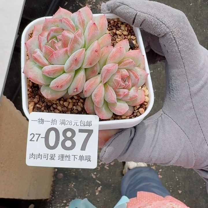 红心粉钻无盆土无盆土发货无