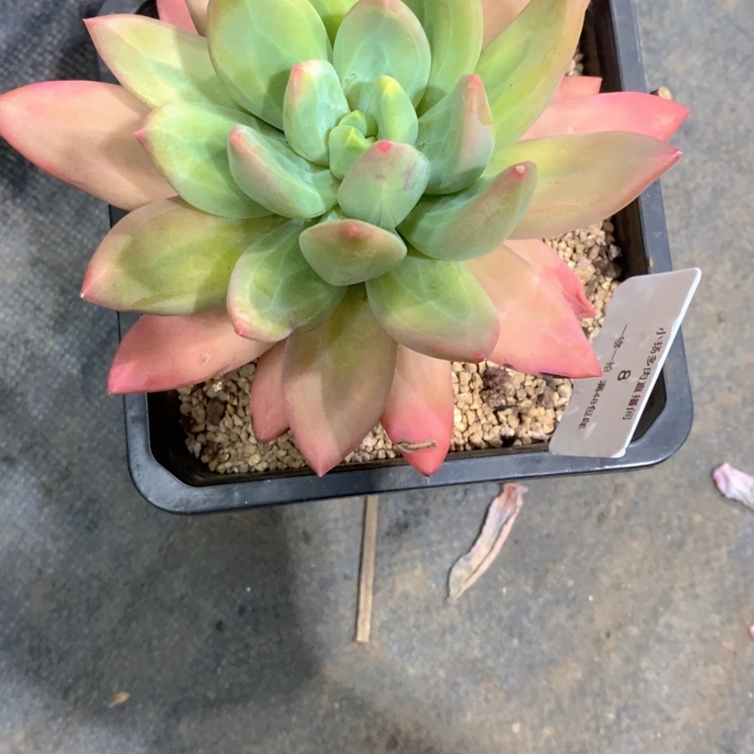 木***贝海洋之歌多肉植物老桩