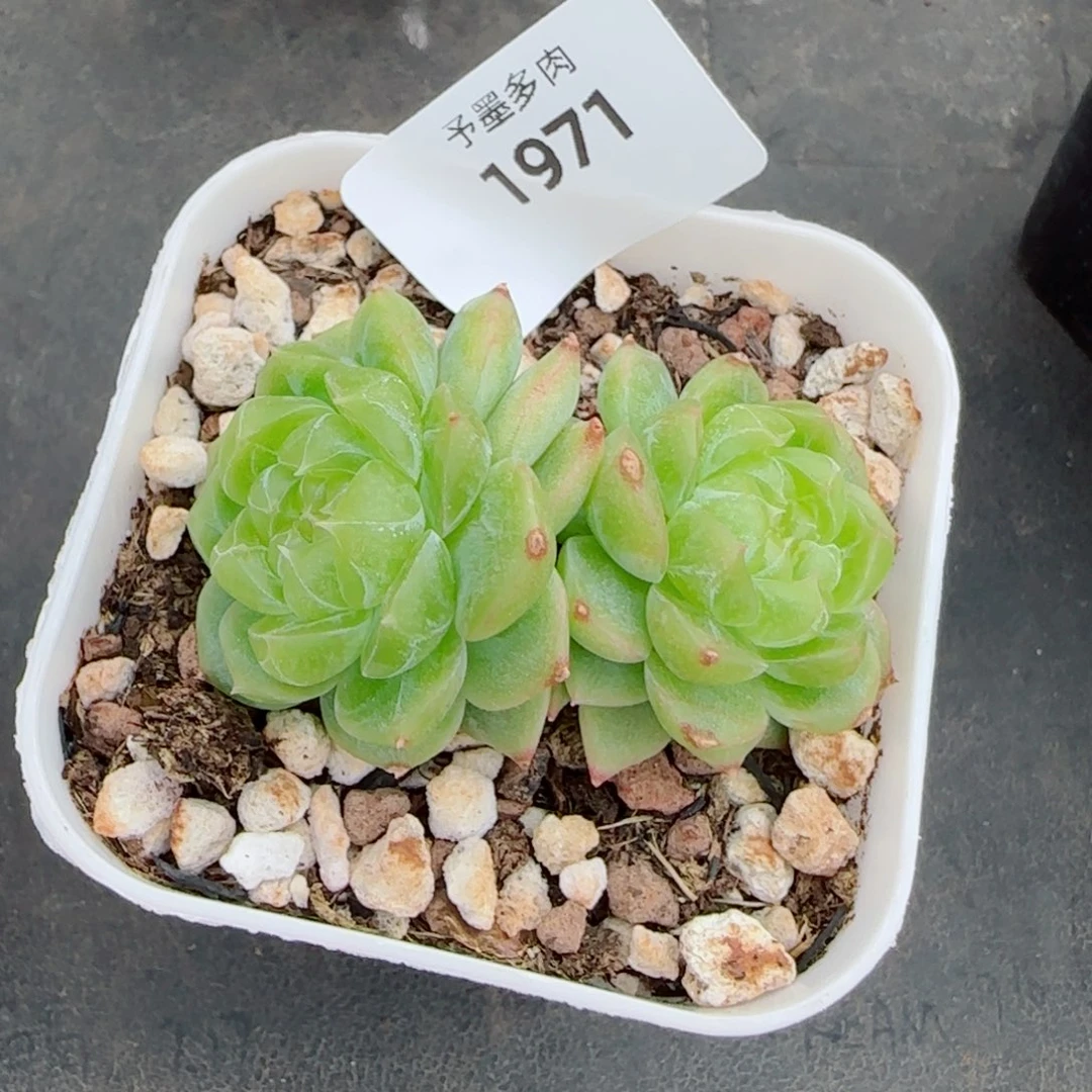 泼天富贵，1971多肉植物