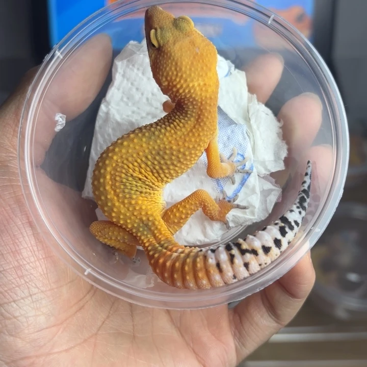 豹纹守宫蜜橘压成母