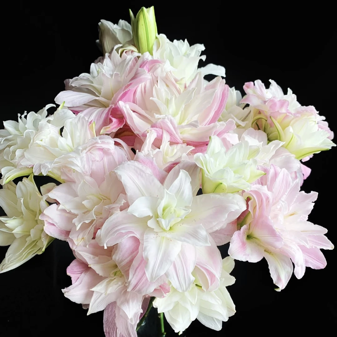 稀有多头【莲花春天】百合高级稀缺#小众#鲜花花材
