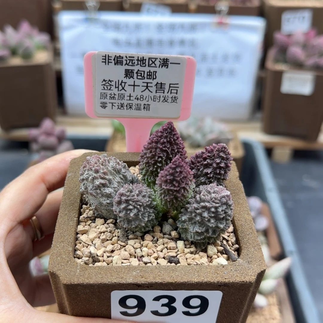 939朱紫玉多肉植物