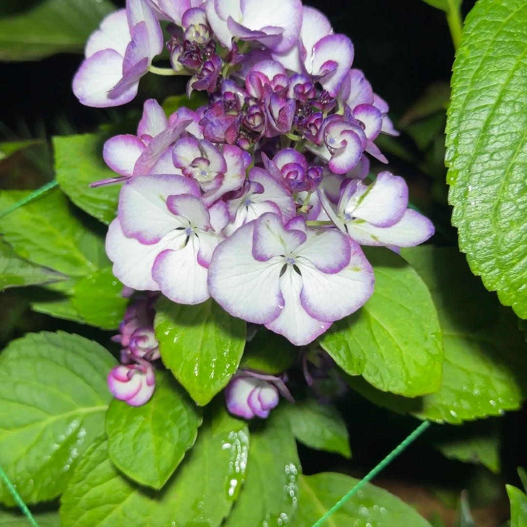 大部分开放少量花苞79