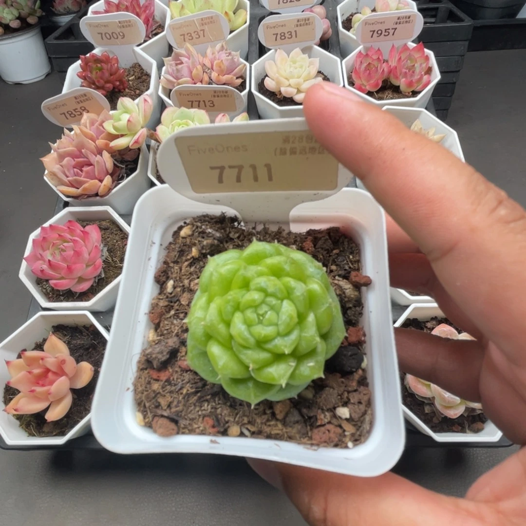 7711糖心类4.0厘米