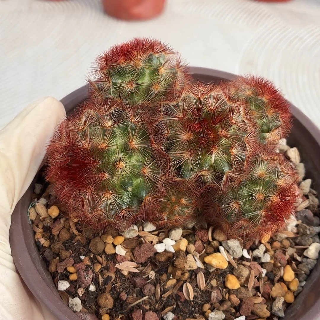 n***我红刺嘉汶丸1111111111