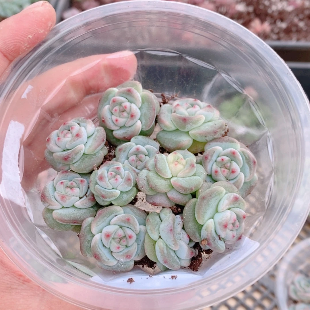 多肉植物精品切糕B304