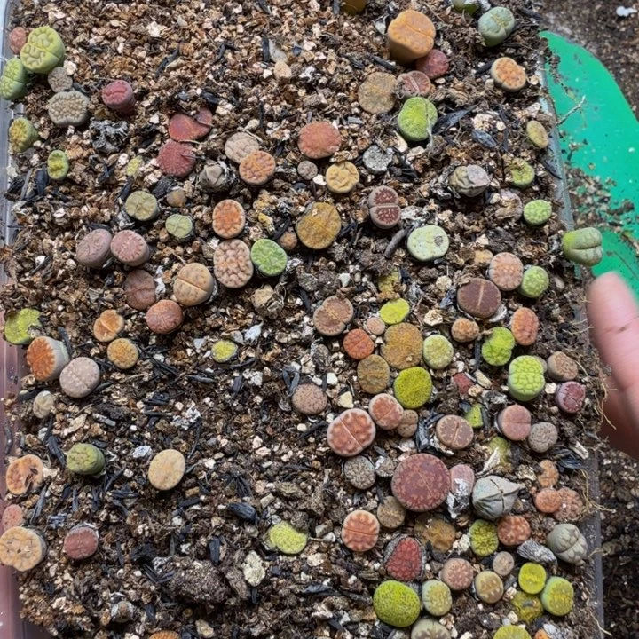 多肉植物的生长发育28