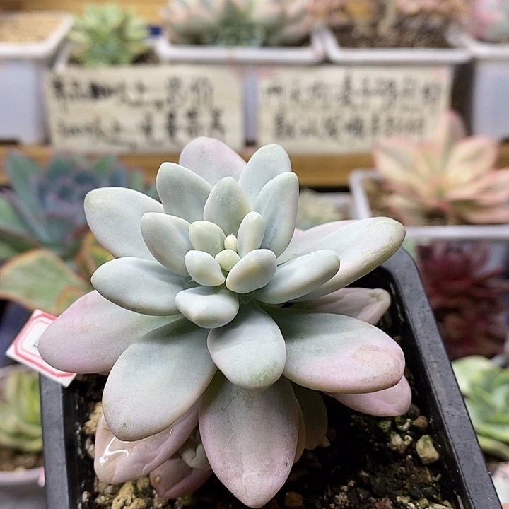 01157 香水洛神锦