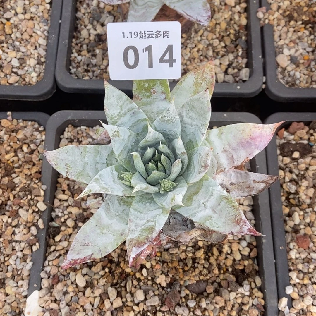 014布瑞冬尼多肉植物