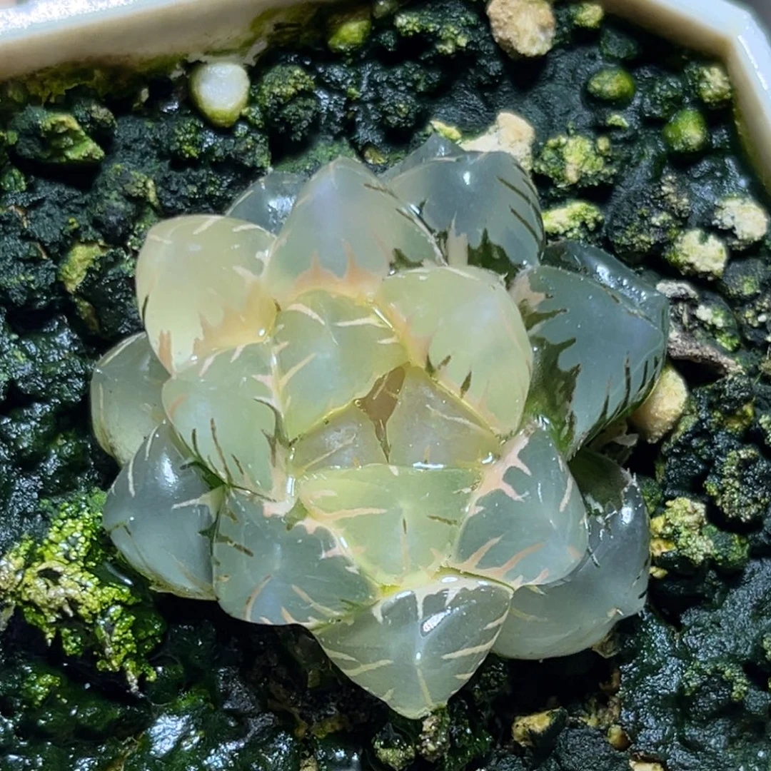 恭喜发财大吉大利656