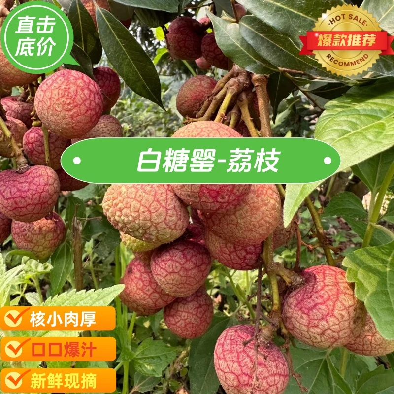 高州妃子笑荔枝新鲜水果高州荔枝箱装白糖罂荔枝5斤妃子笑荔枝