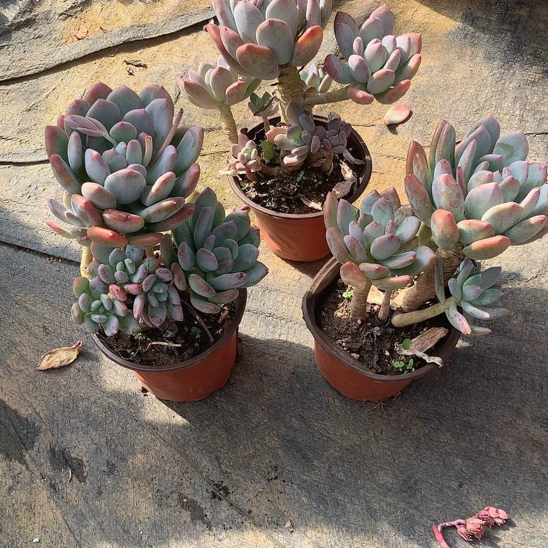 小灰姑娘9.9米3颗 年底福利