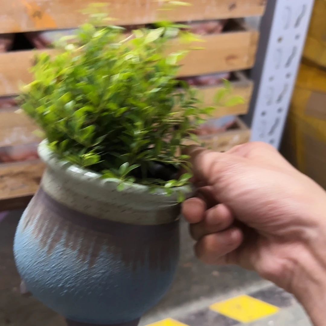 送小叶赤楠·-福利局库存尾单·有孔花盆当天满9元发