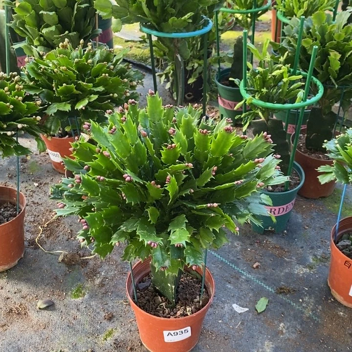 当前无花栽培后可以开花935嫁接红色