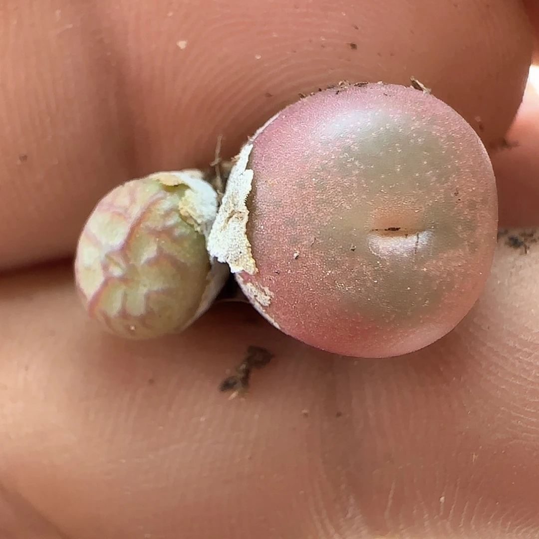 脱土年后发货24645