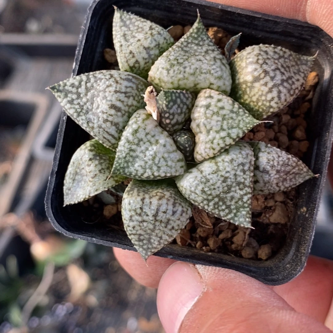 1287 一颗深海白银 超级618福利。