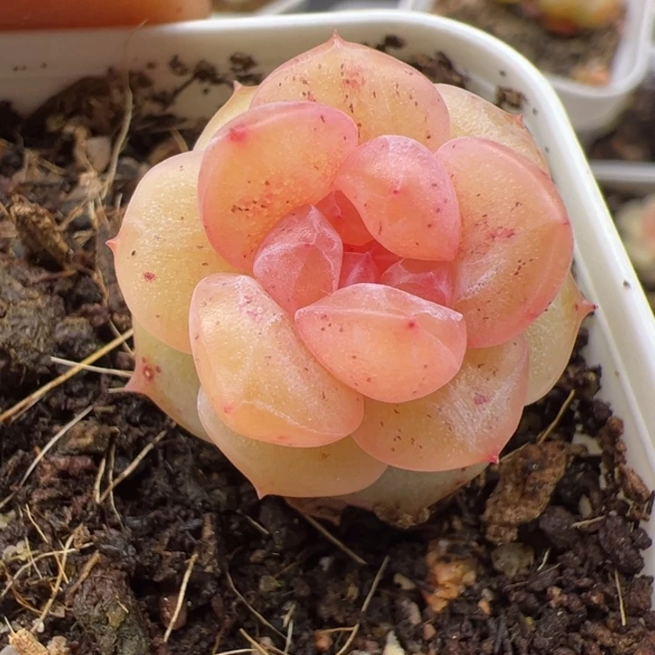 一物一拍。尺寸不大