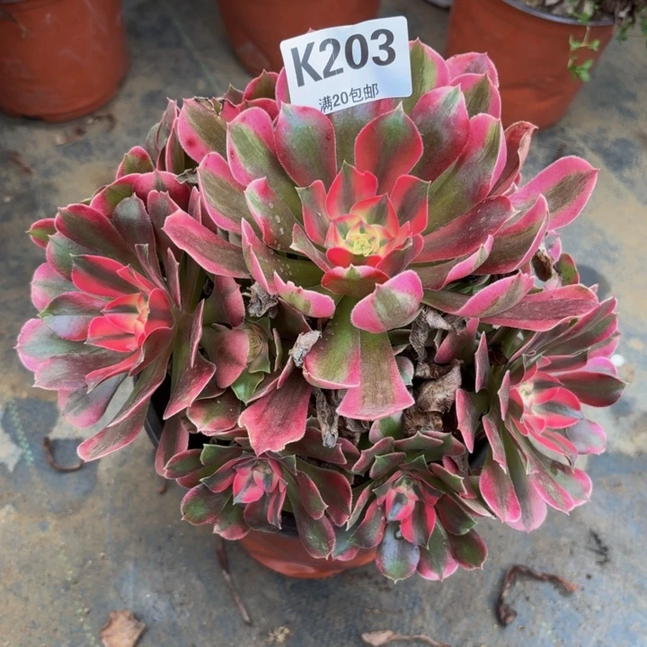 瑞妈多肉植物203.香妃