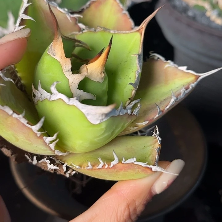 无花朵龙舌兰仁王冠南霸王