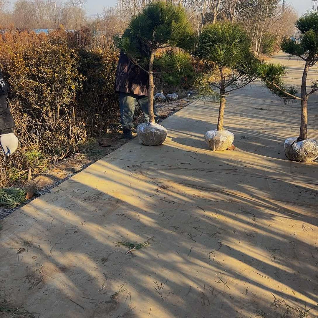 胡****芽8888888888888