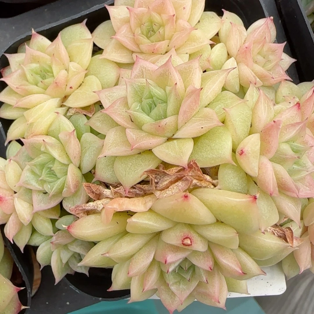 花语逸镜0208-499散