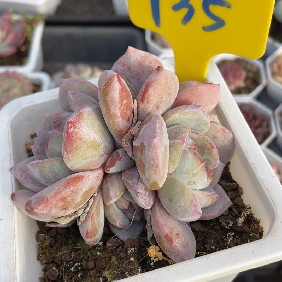 935石榴籽多肉植物保护