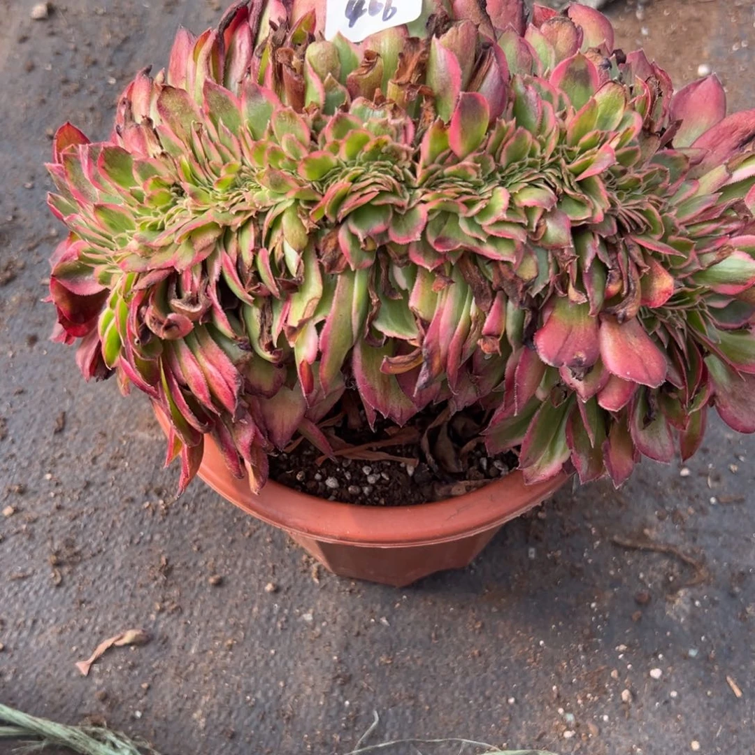 406赤子心缀多肉多肉多头