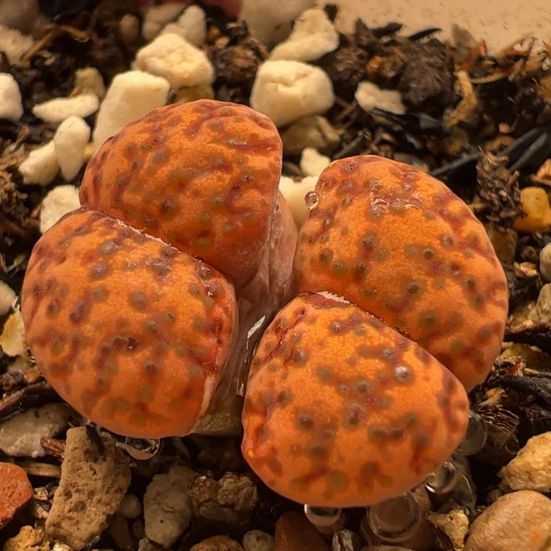橘柘留多肉植物百科1