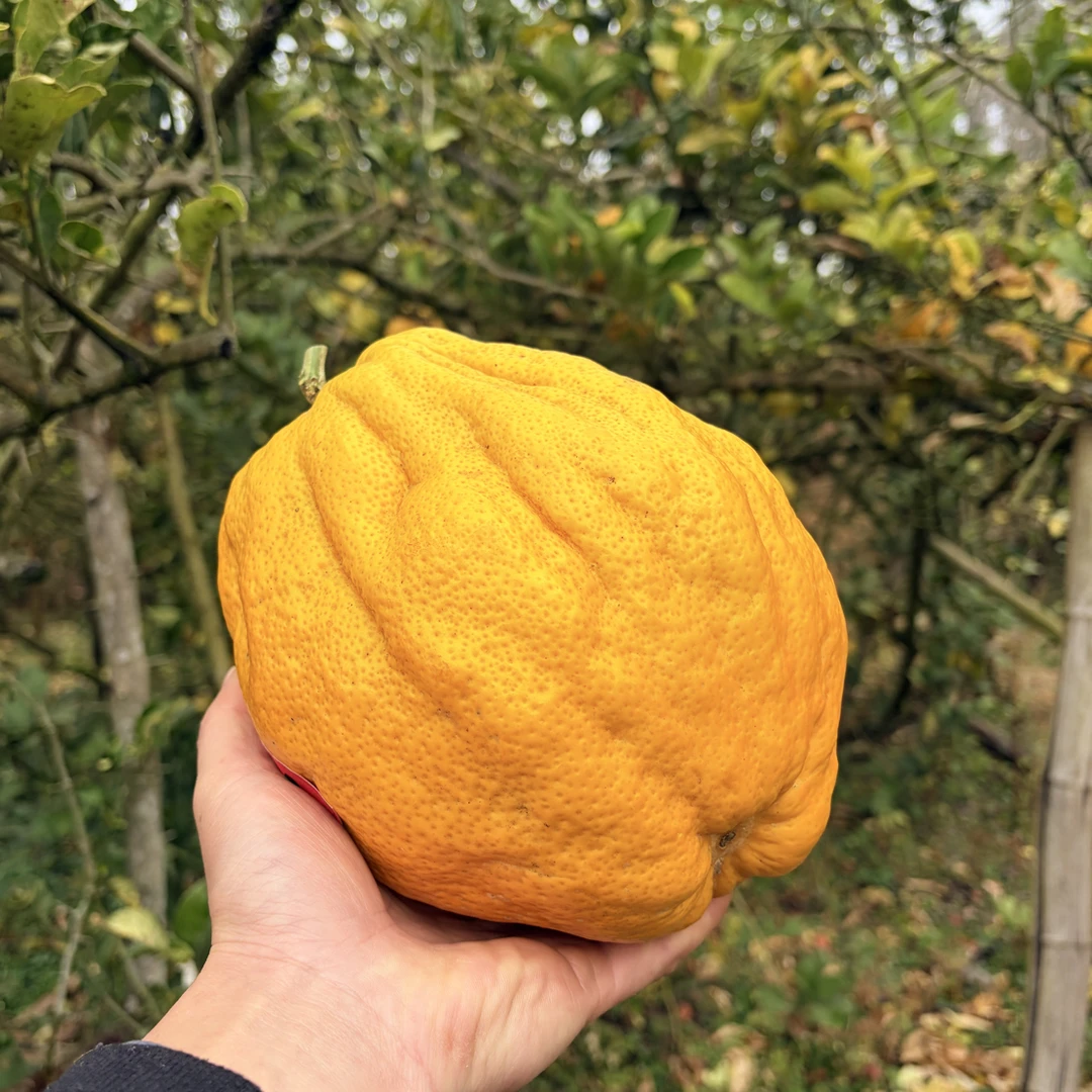 一物一拍云南高山新鲜现摘香橼可切片煮茶观赏天然清香绿植闻香