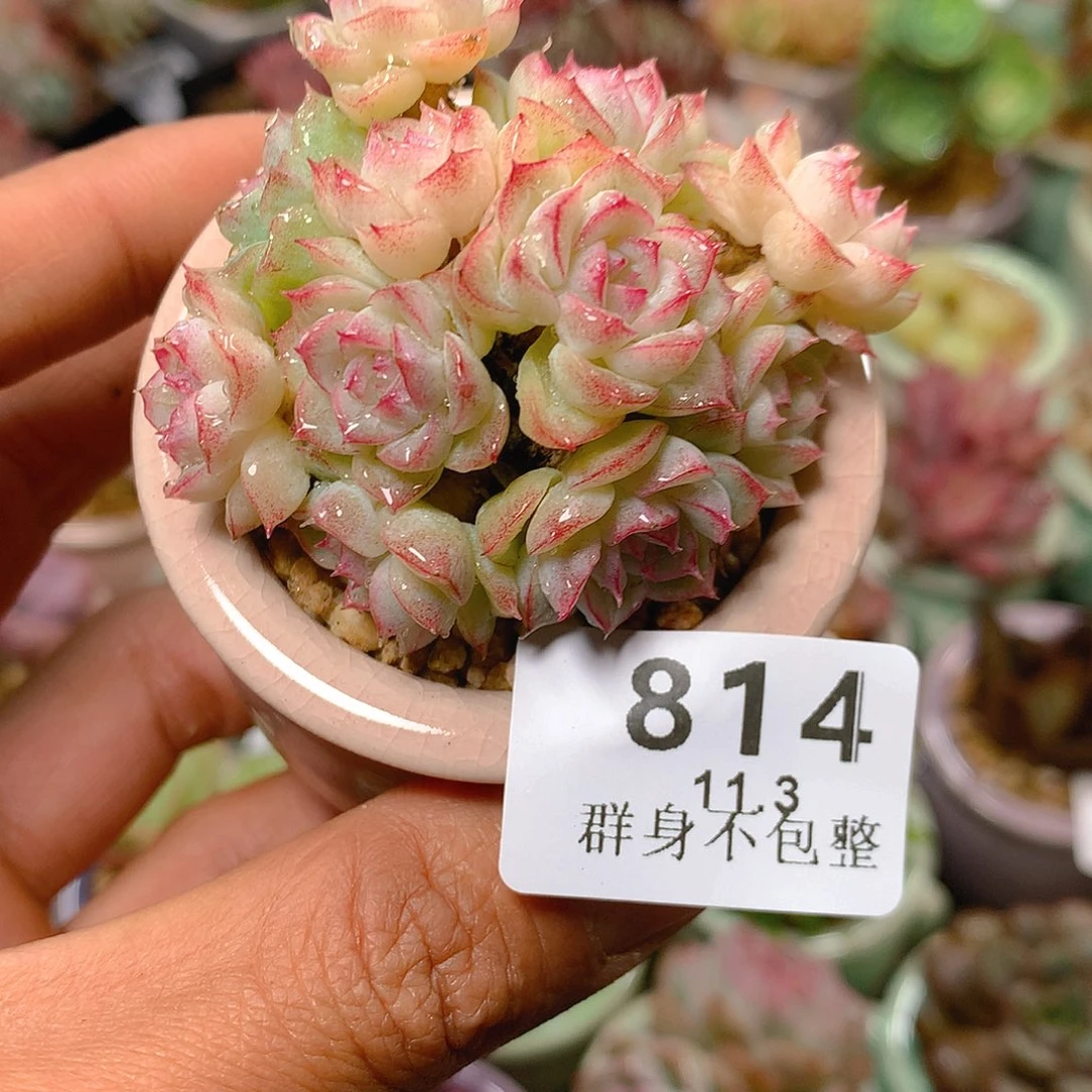 精控拇指盆11.3814