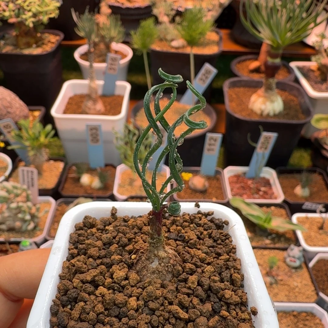 G L弹簧草810 仙人球