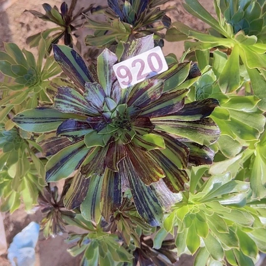 尘***月多肉植物一个水墨丹青