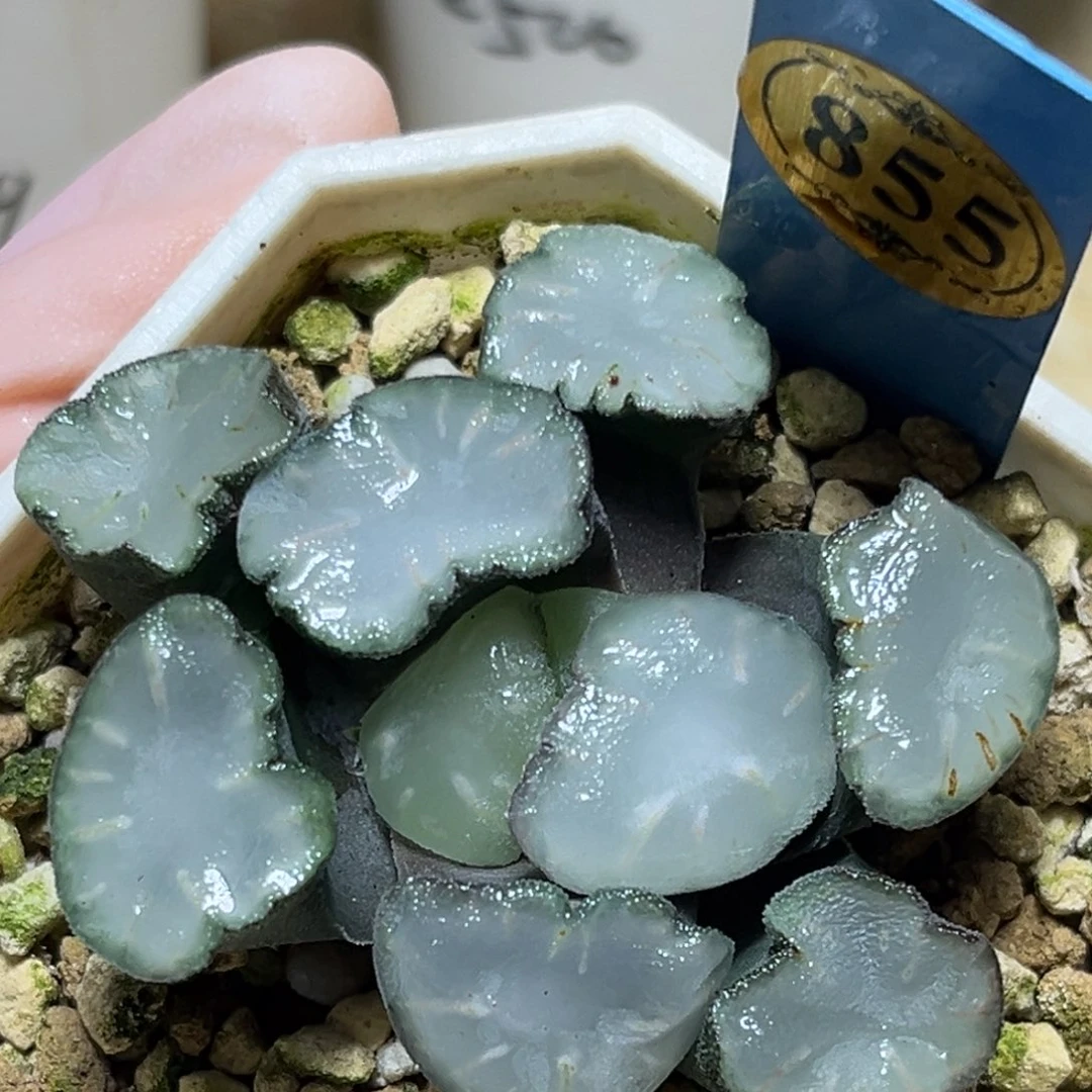 恭喜发财大吉大利855