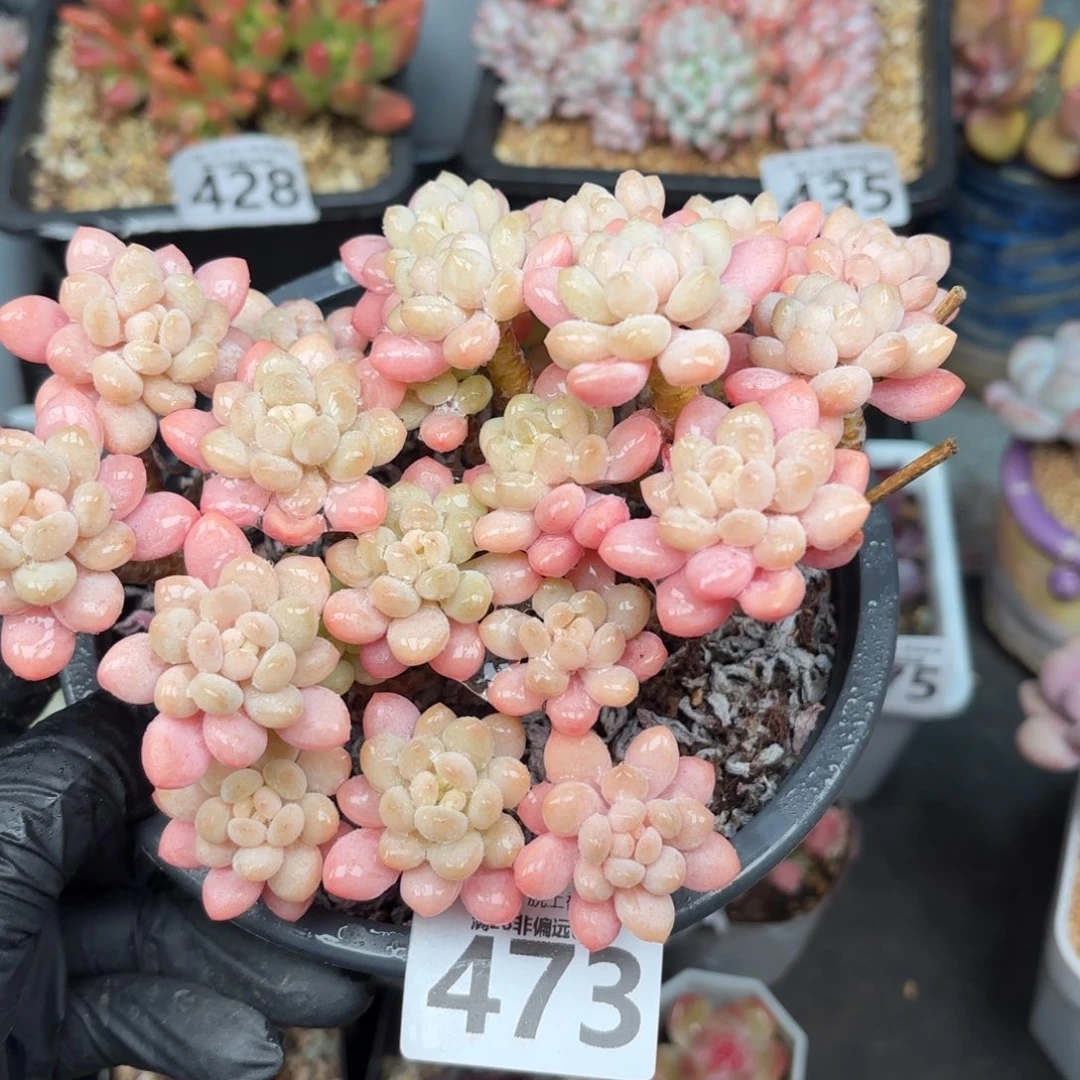 冰淇淋鱼子酱无盆土发货