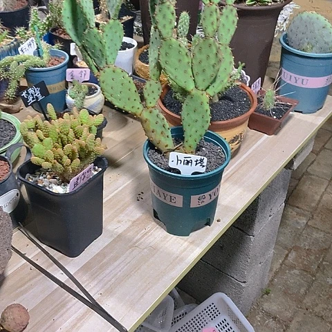 雨***哥植物通用速效肥两袋
