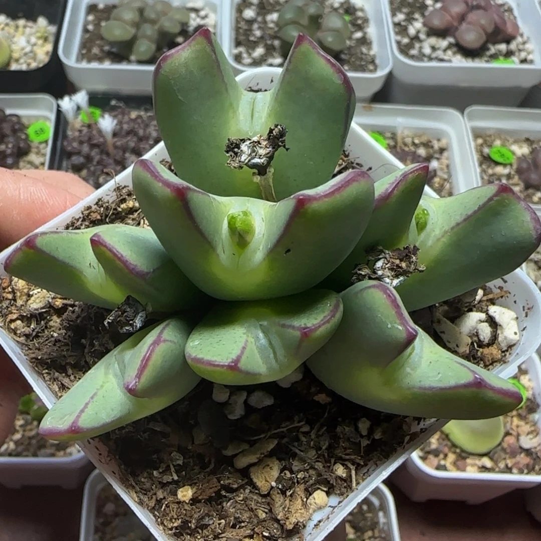 嘟嘟嘴漂亮多肉植物959