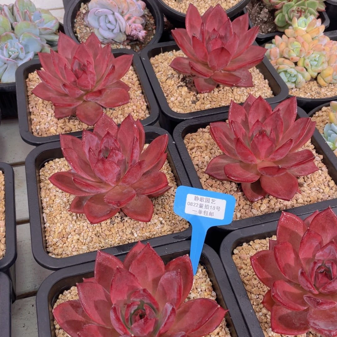 0822-18-红糖卡母本大单头一颗量拍