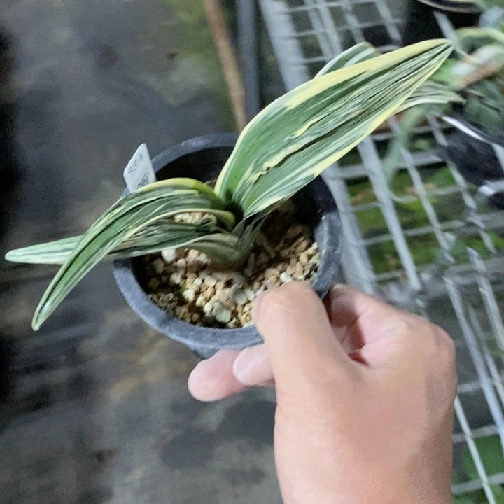 泰***来无花朵fgsggdfvddfffg