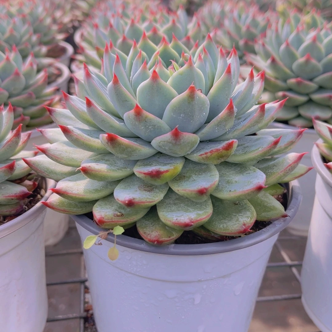 桃夭12公分89999999999