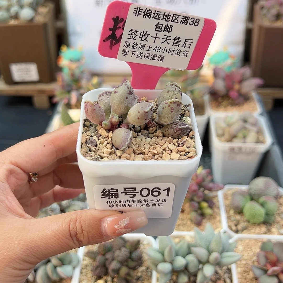 曦*061粉海报多肉植物