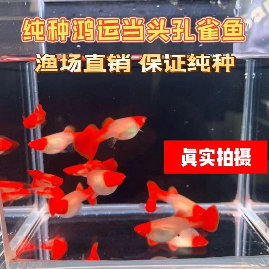 红头纯种鸿运当头孔雀鱼纯种好养耐活可繁殖的热带小型活体鱼