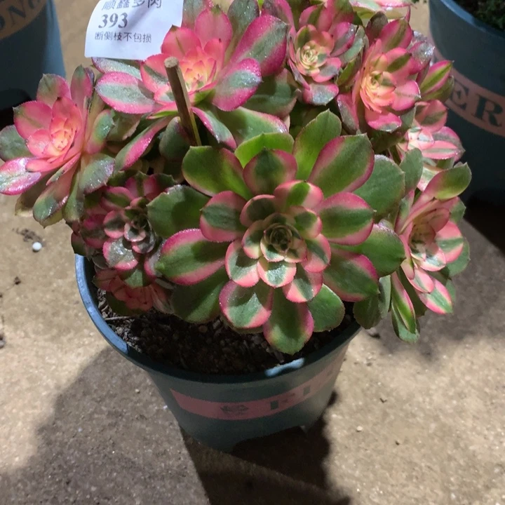 393荔枝多肉植物特价