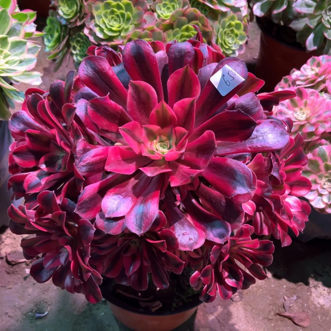 多肉植物美杜莎650