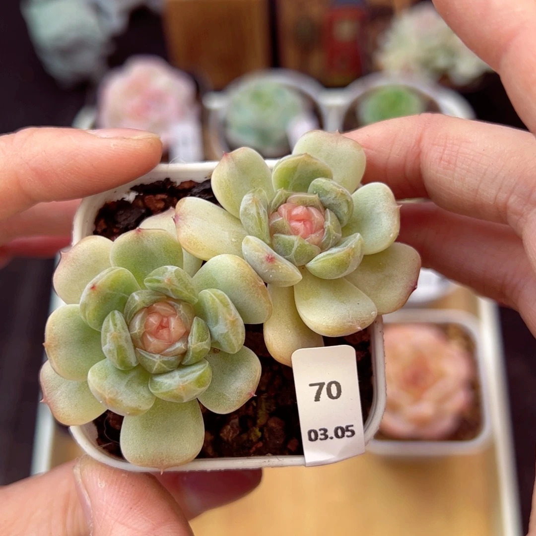 都**来白恋70、哈哈哈哈
