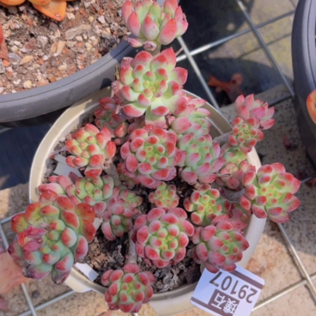 【闪购商品】蓝苹果29107