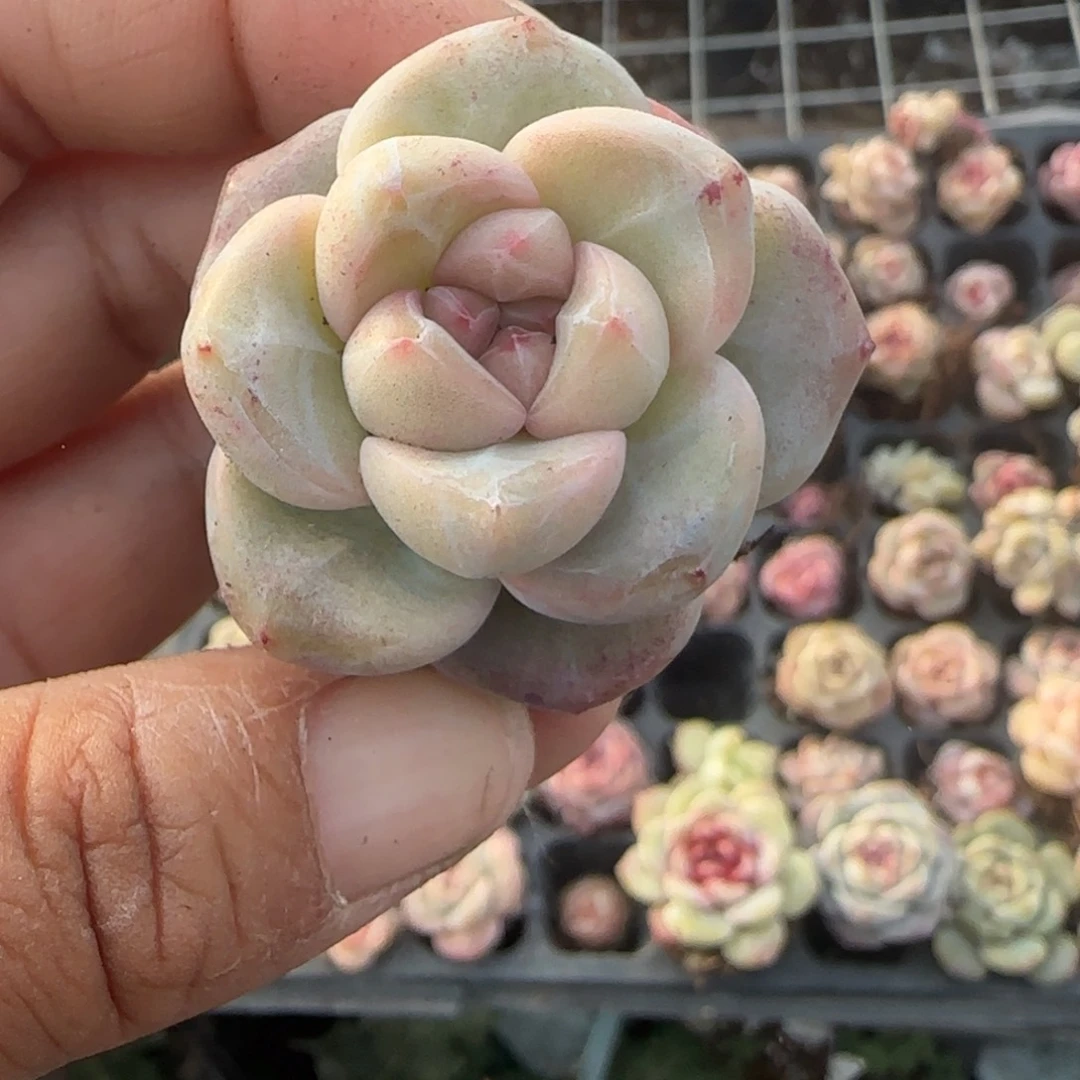 多肉小卡拉米糖心一物一拍