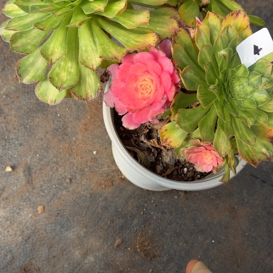 4知否多肉易烊千多肉