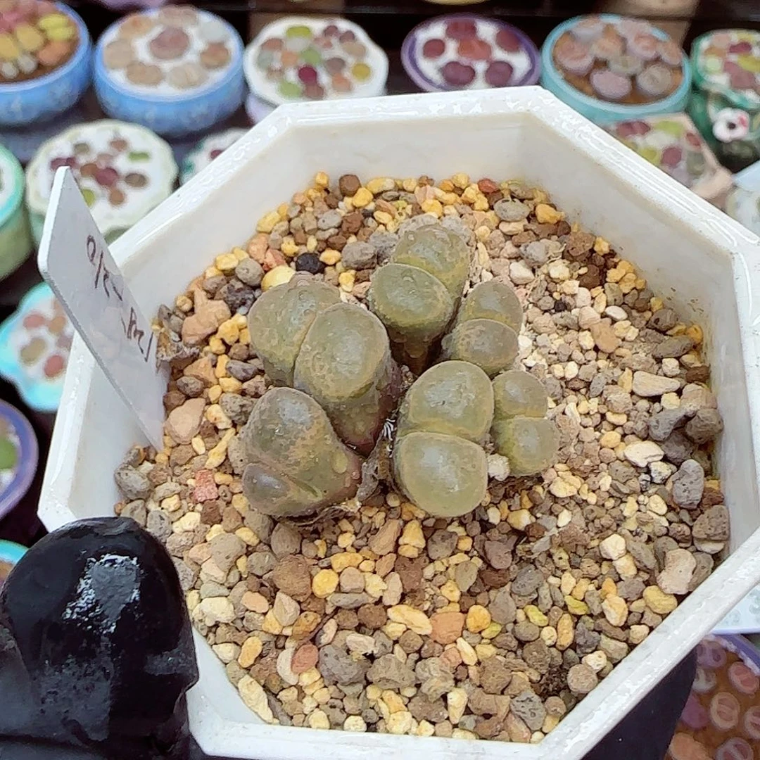 生石花满18包邮1022-56