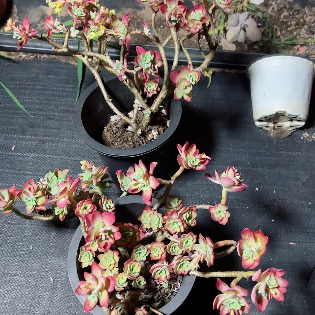 薄化妆大盆飘枝两盆